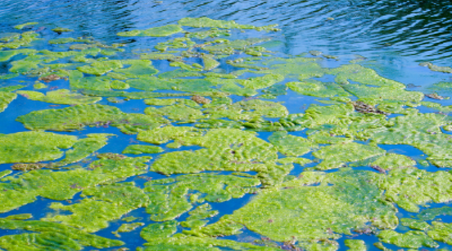 Bluish green algae floating in giant clumps in a body of water